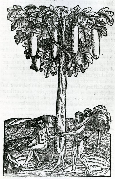 Tree Harvest, from Singularities of France Antarctique, by Andre de Thevet, 1558 by French School
